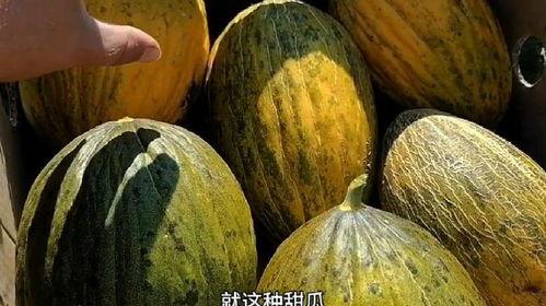 吃老瓜的危害,健康风险不容忽视